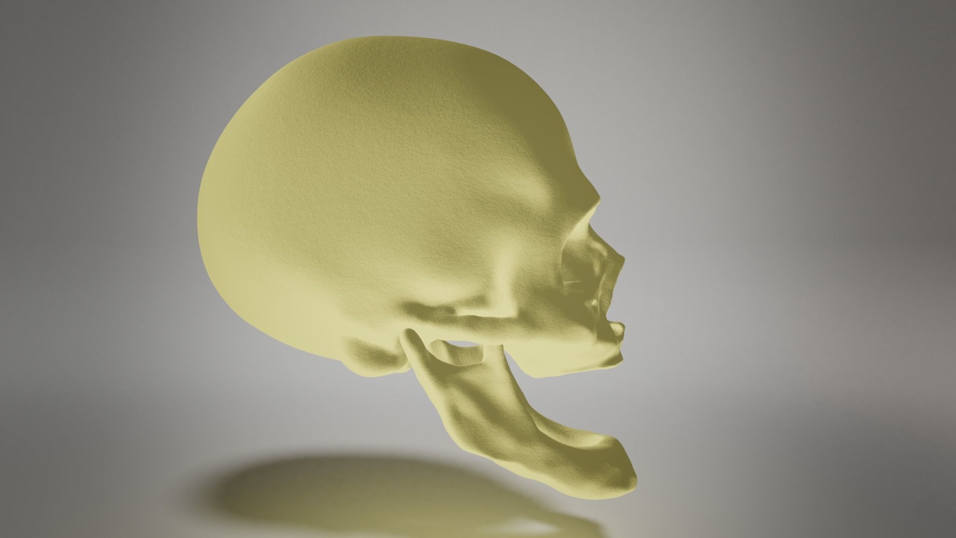 Edentulous skull 3D model_1