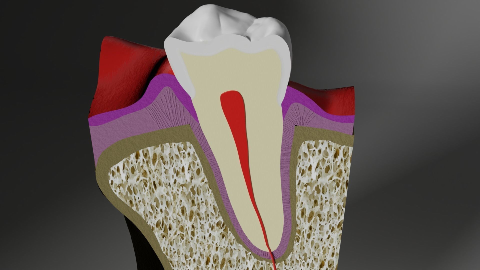 Tooth anatomy - Periodontal region 3D model_3