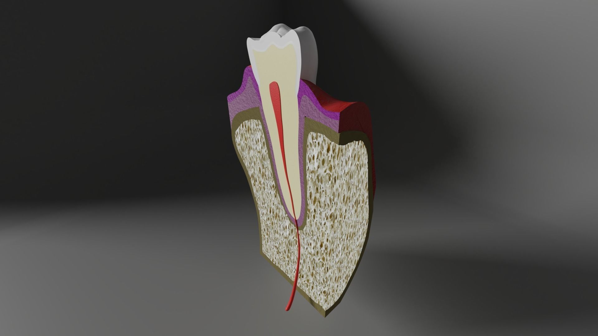 Tooth anatomy - Periodontal region 3D model_1