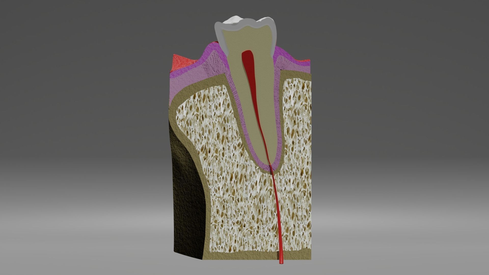 Tooth anatomy - Periodontal region 3D model_5