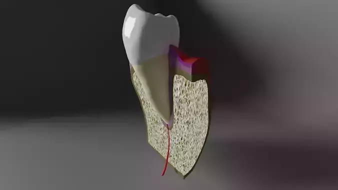 Tooth anatomy - Periodontal region 3D model