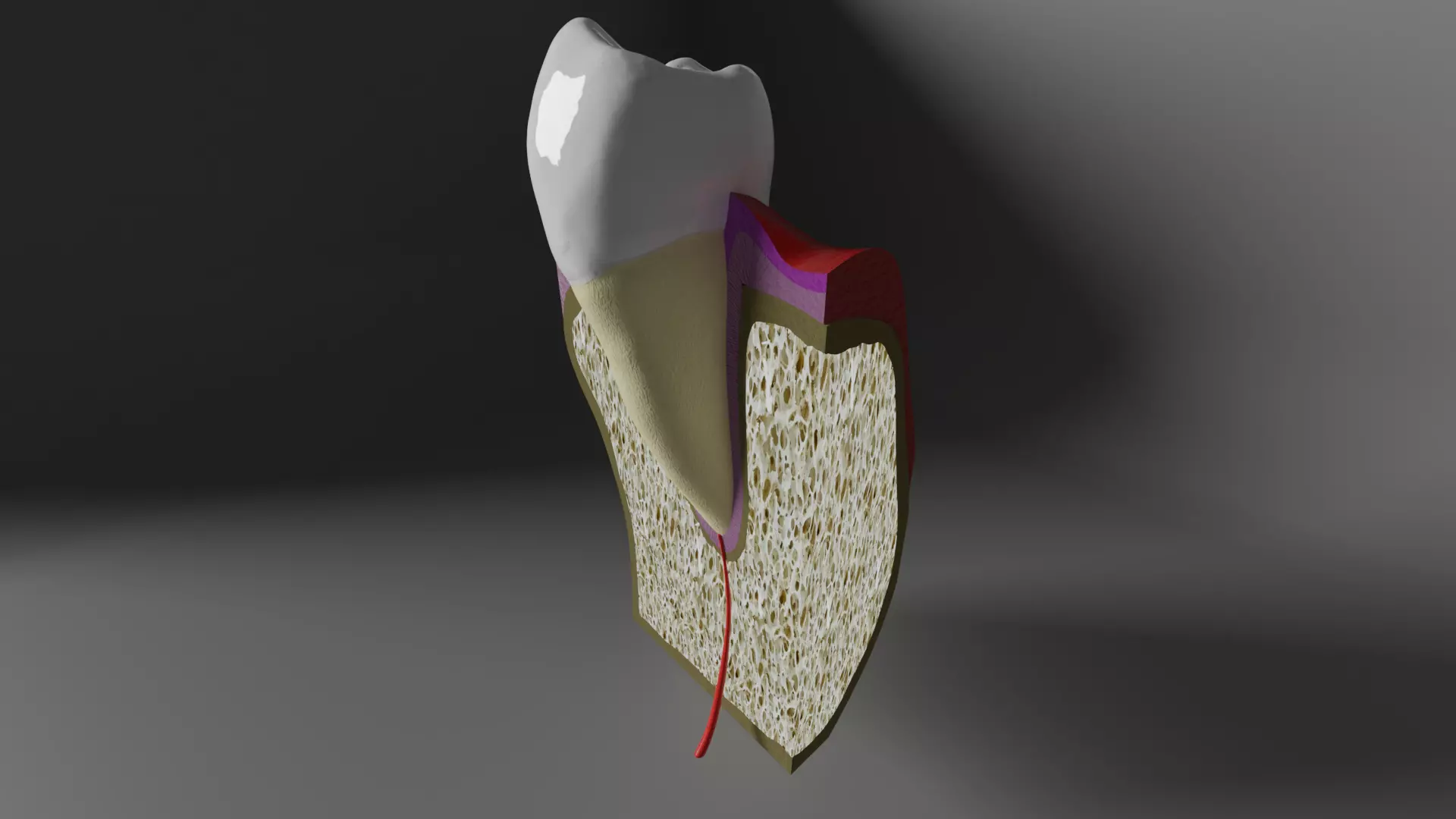 Tooth anatomy - Periodontal region 3D model_0