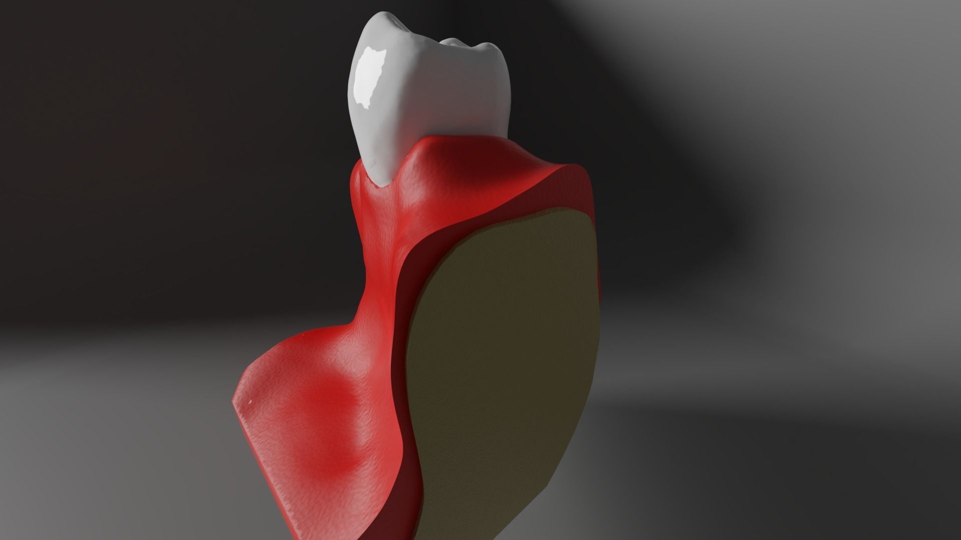 Tooth anatomy - Periodontal region 3D model_2