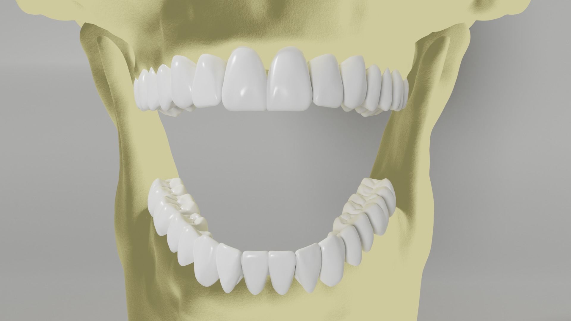 Human Skull 3D model_8