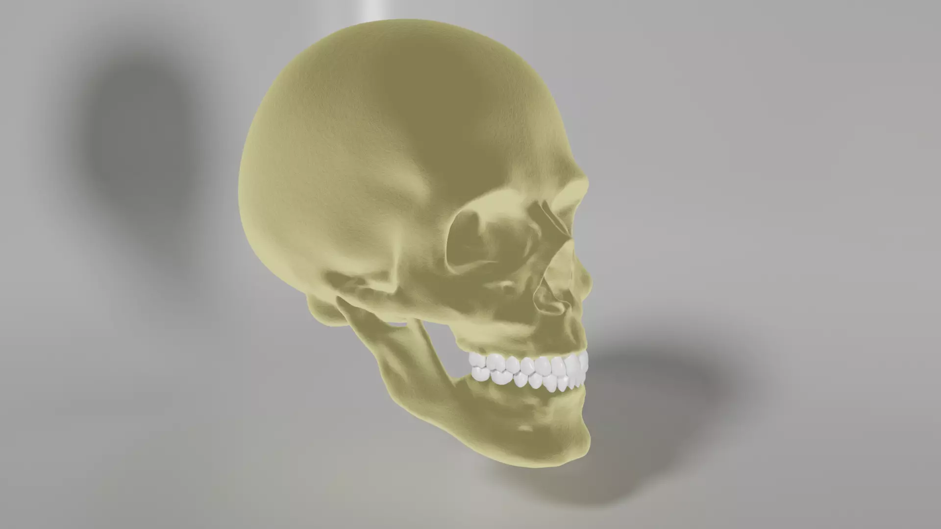 Human Skull 3D model_0