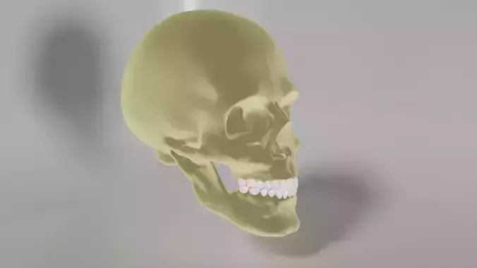 Human Skull
