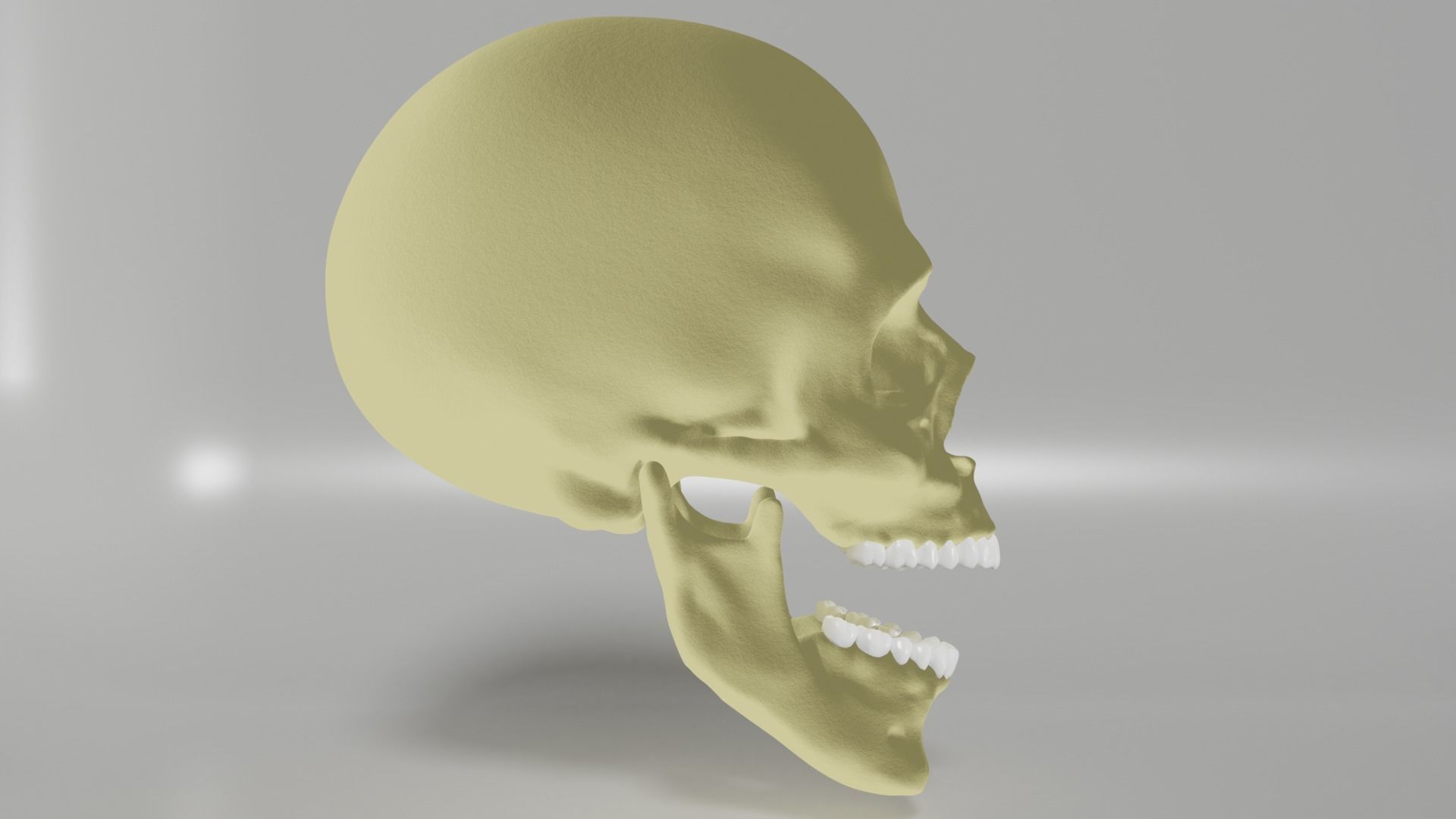 Human Skull 3D model_5