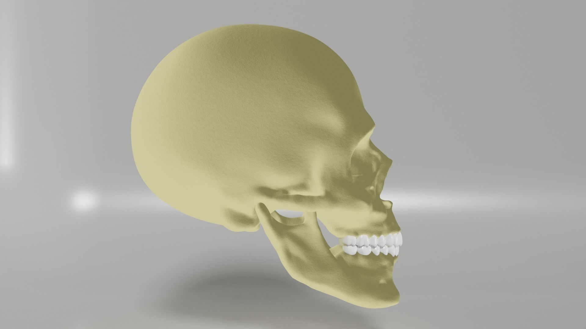 Human Skull 3D model_3