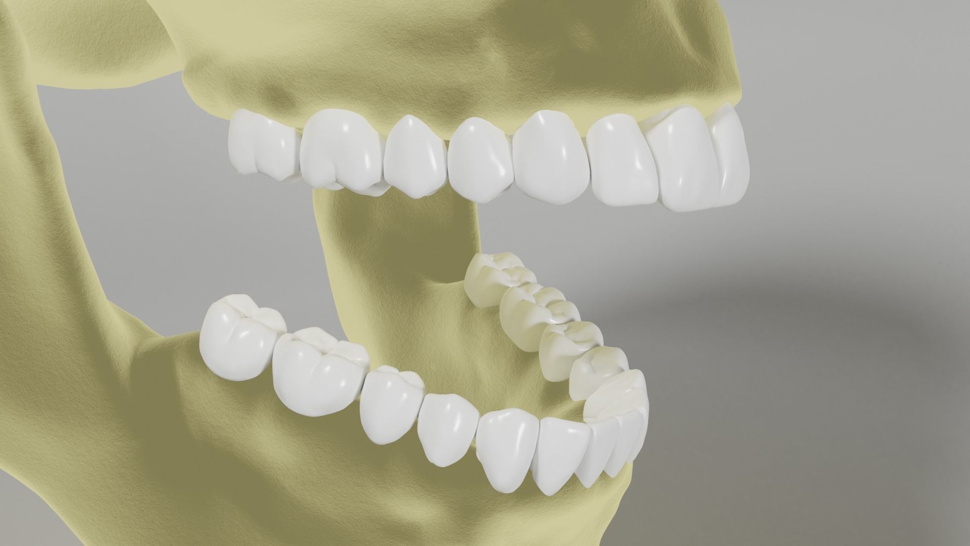 Human Skull 3D model_1