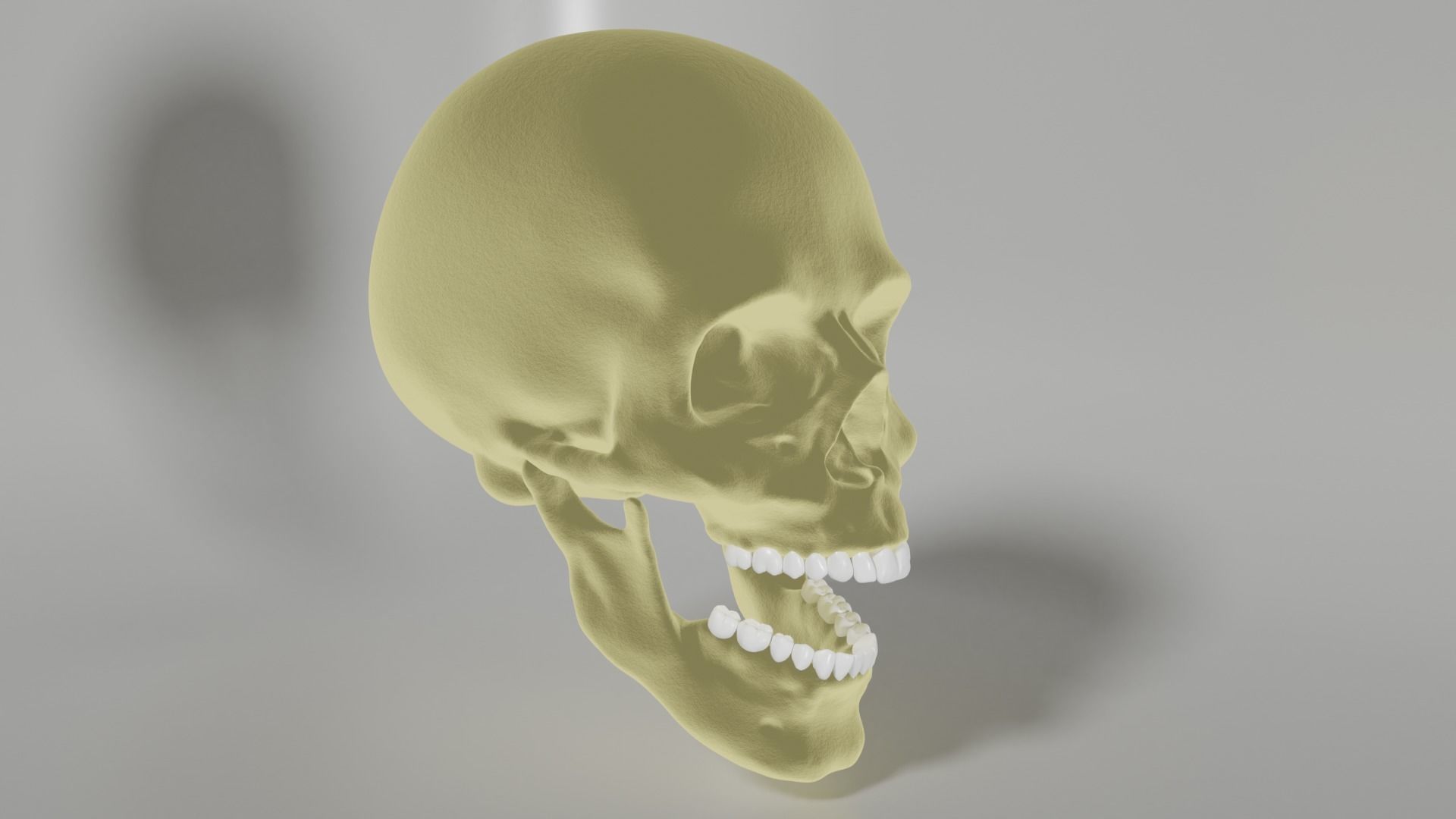 Human Skull 3D model_2