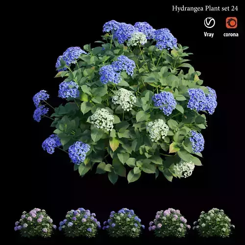 Hydrangea Plant set 24 3D model