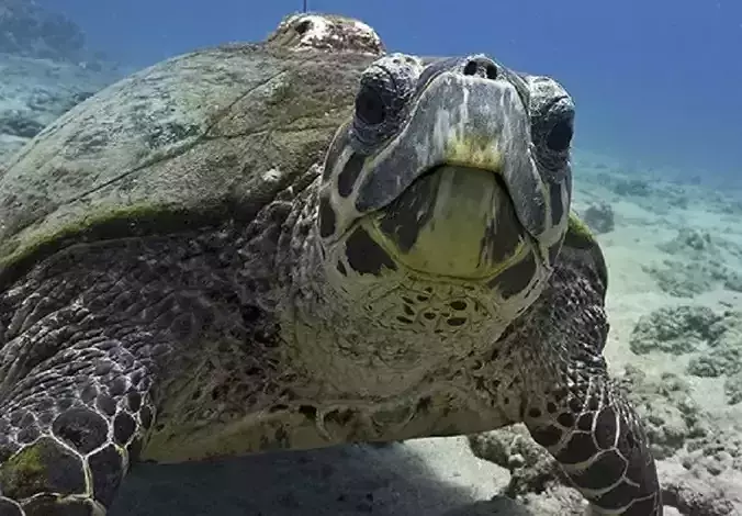 TURTLE sea in hawaii 3D print model