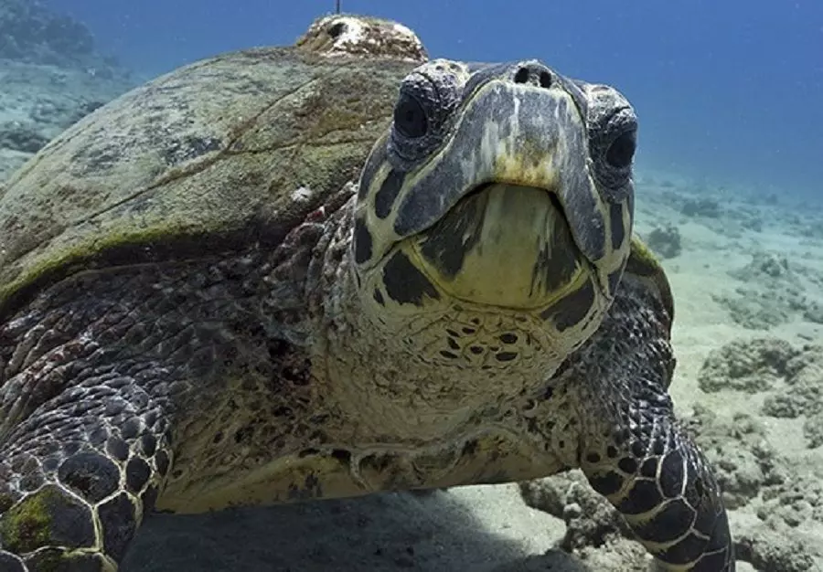 TURTLE sea in hawaii 3D print model