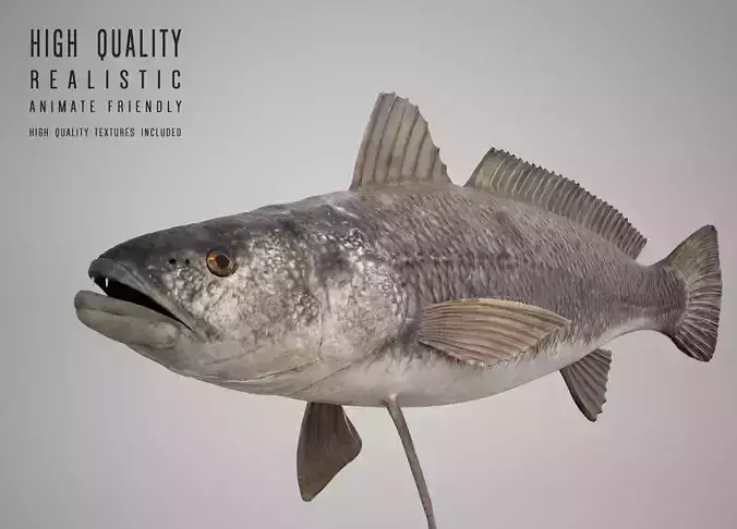 Tigertooth Fish 3D model