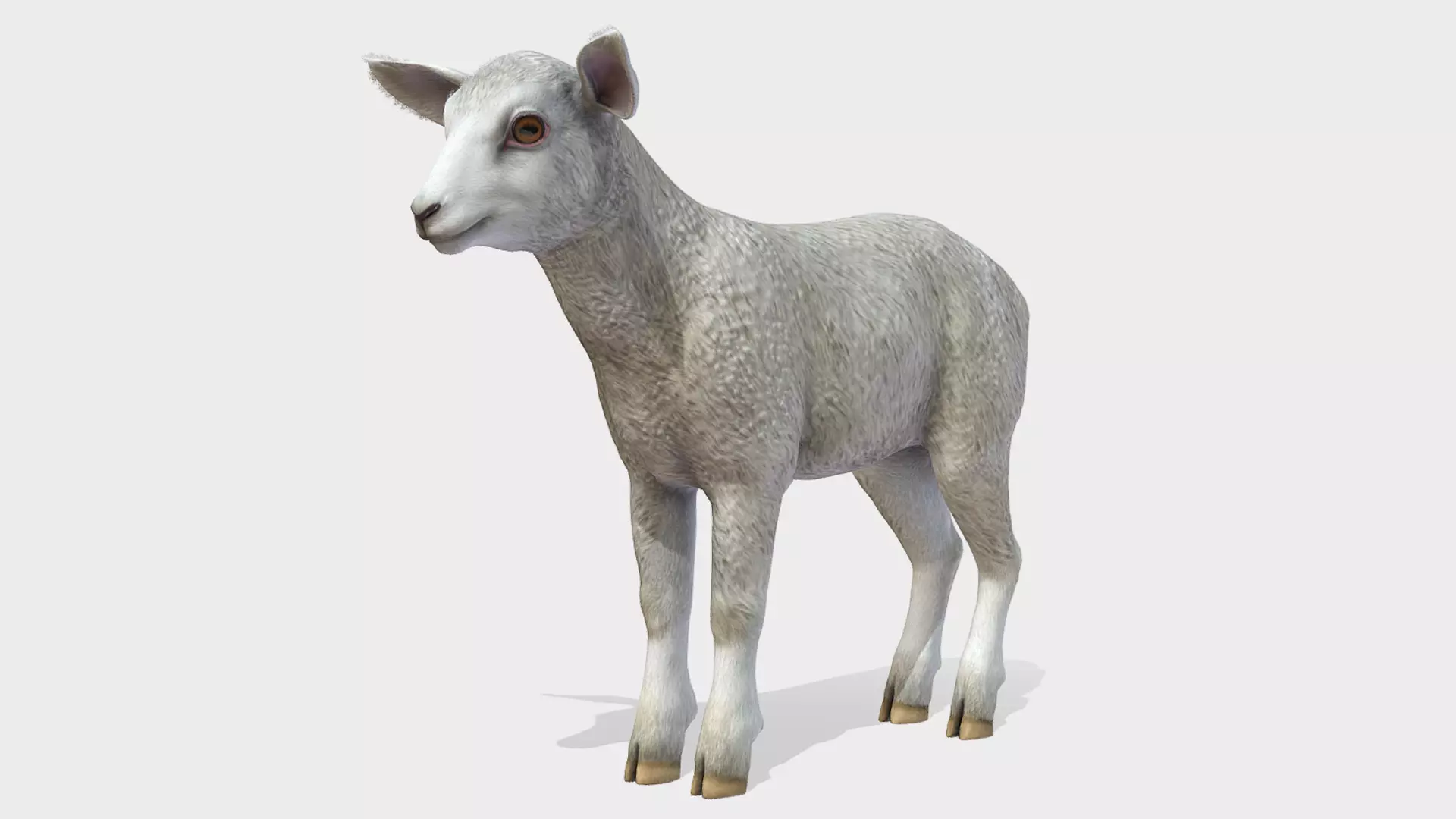 Lamb realistic Low-poly 3D model_0