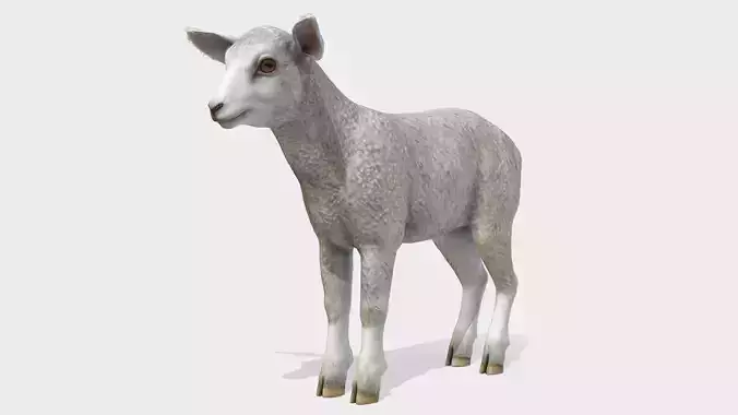Lamb realistic Low-poly 3D model