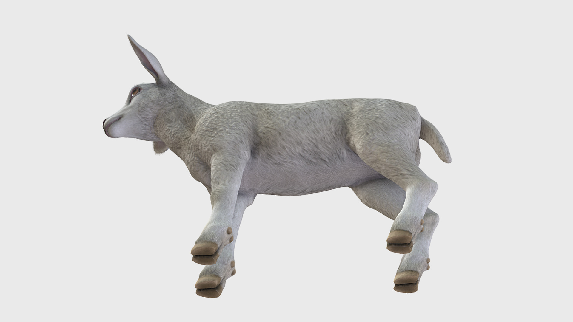 Lamb realistic Low-poly 3D model_6