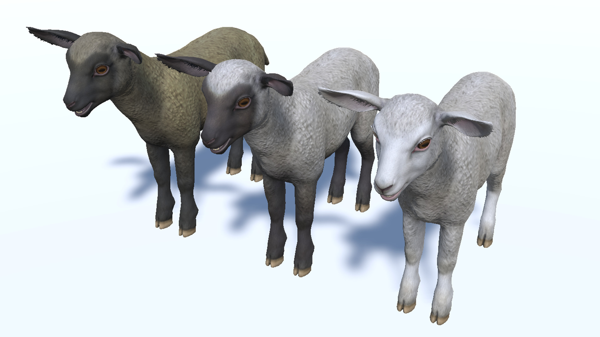 Lamb realistic Low-poly 3D model_10