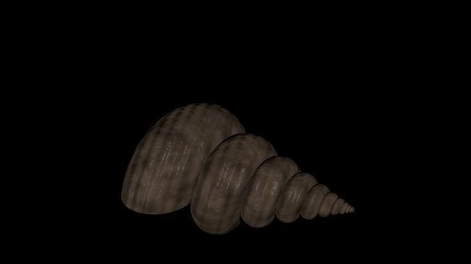 SEASHELL shell Free 3D model