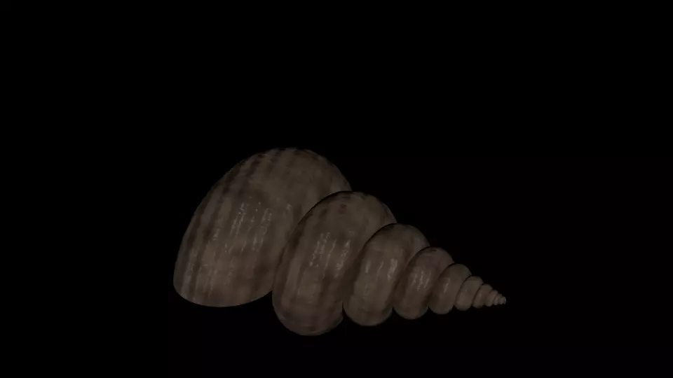 SEASHELL shell Free 3D model