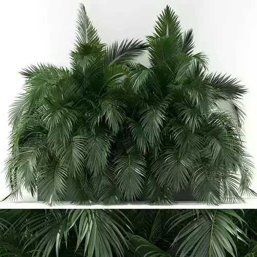 Plants collection 358 3D model