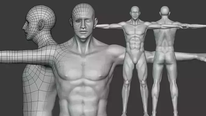 Realistic Male Body Basemesh Free low-poly 3D model