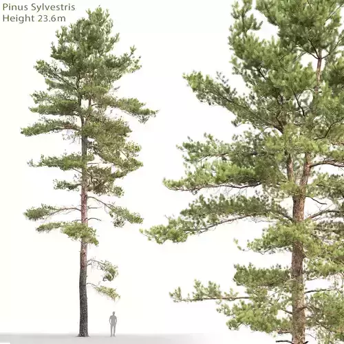 Pinus Sylvestris 18 H23m 3D model