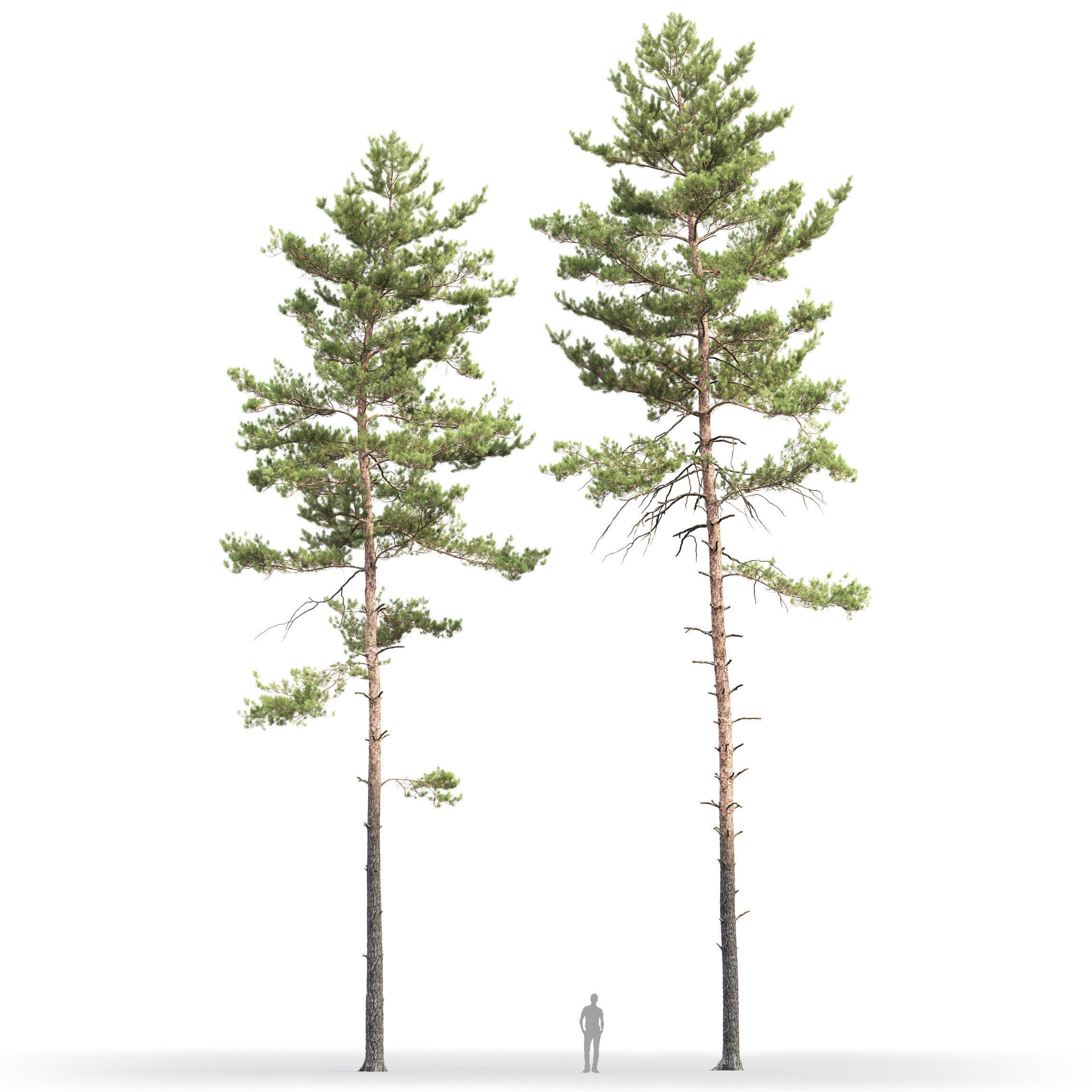 Pinus Sylvestris 19 H21-25m 3D model_1