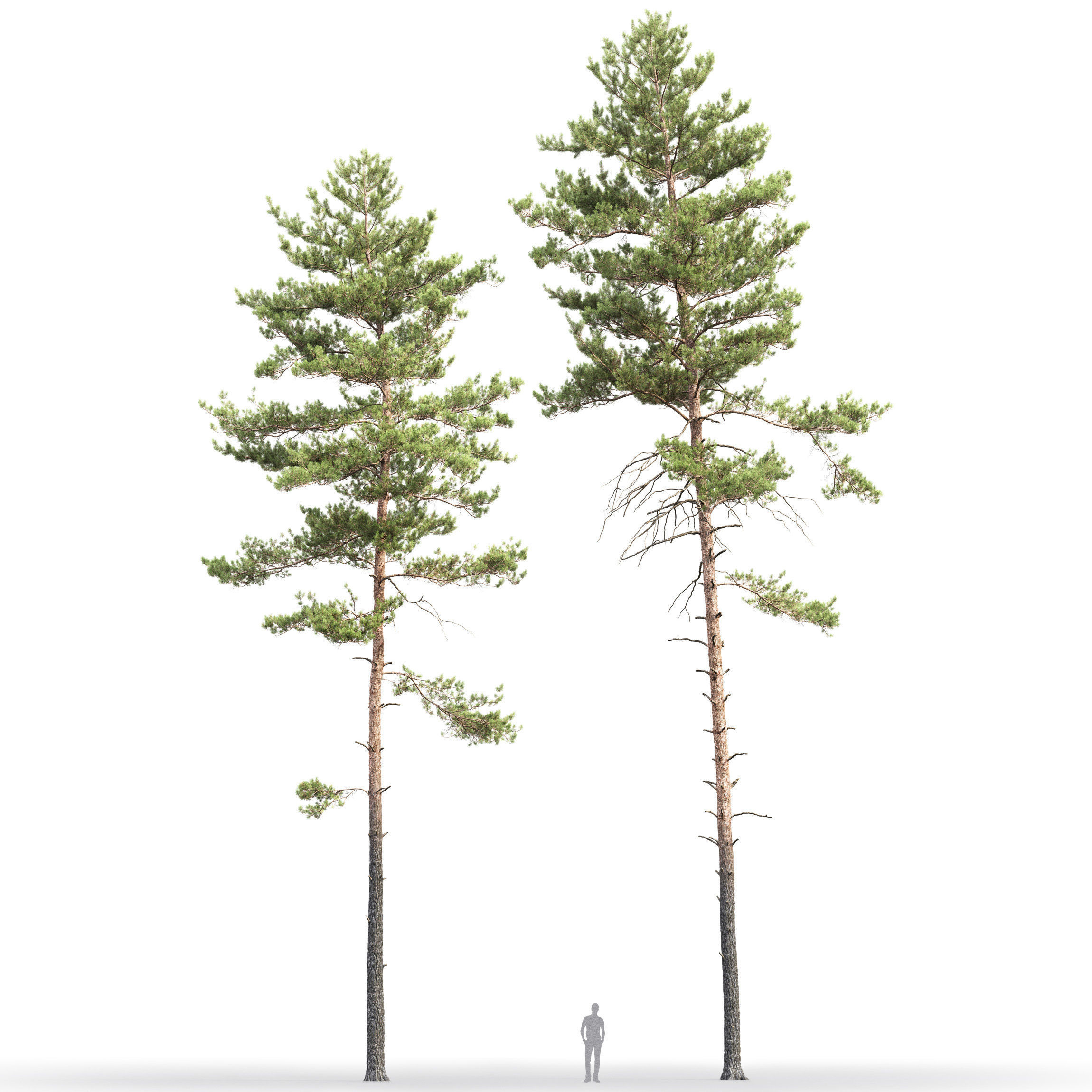 Pinus Sylvestris 19 H21-25m 3D model_2