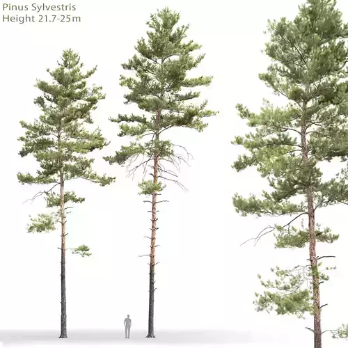 Pinus Sylvestris 19 H21-25m