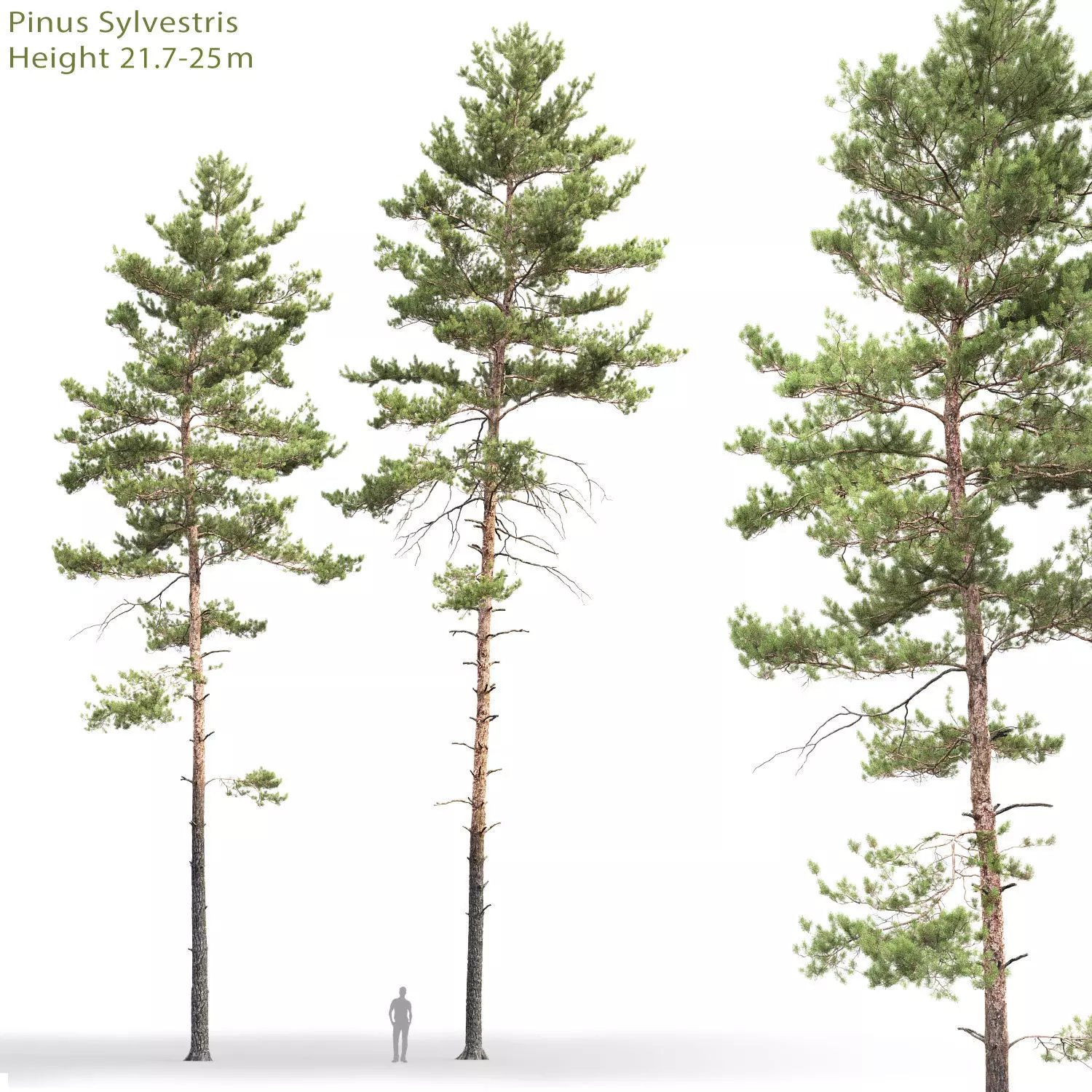Pinus Sylvestris 19 H21-25m 3D model_0