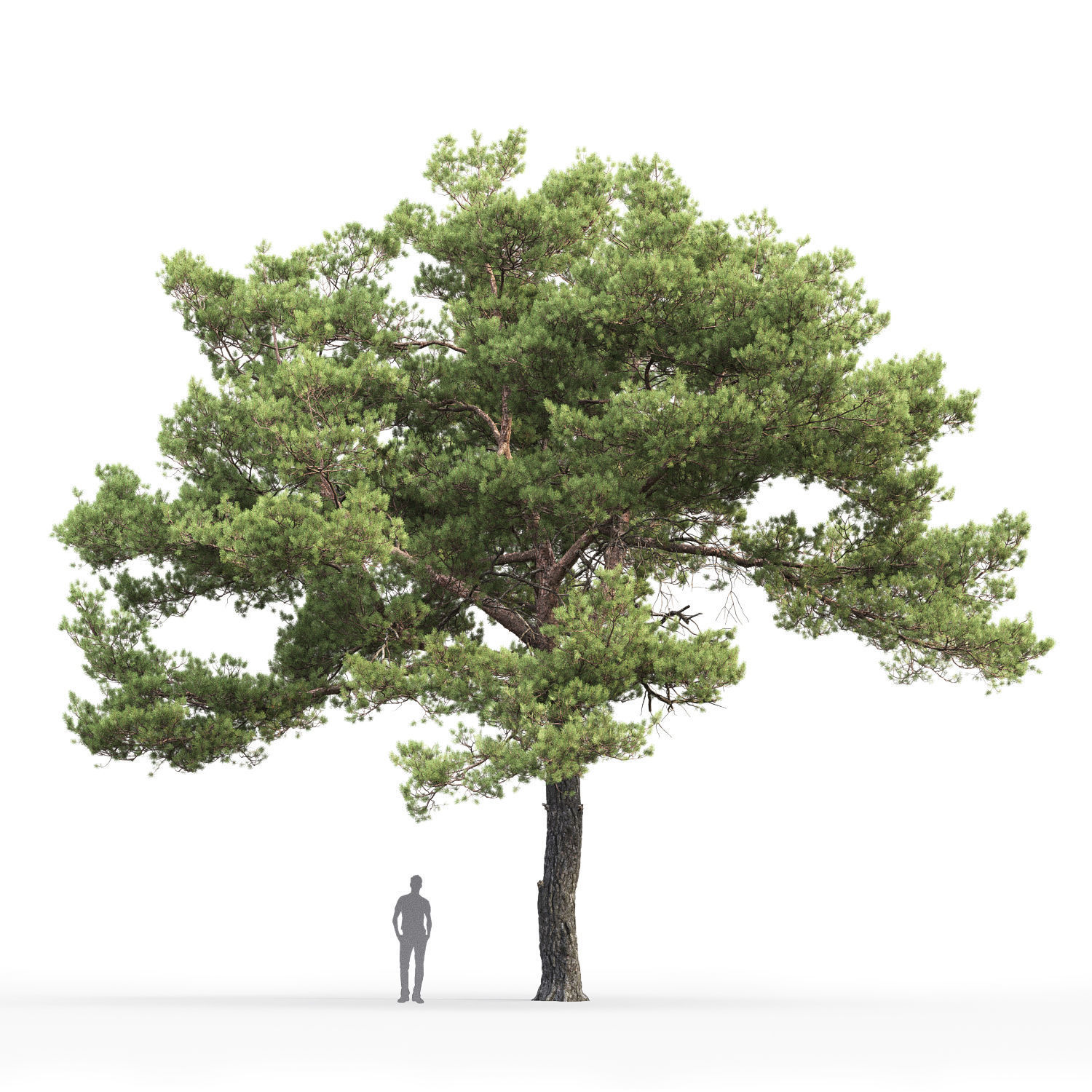 Pinus Sylvestris 20 H12m 3D model_2