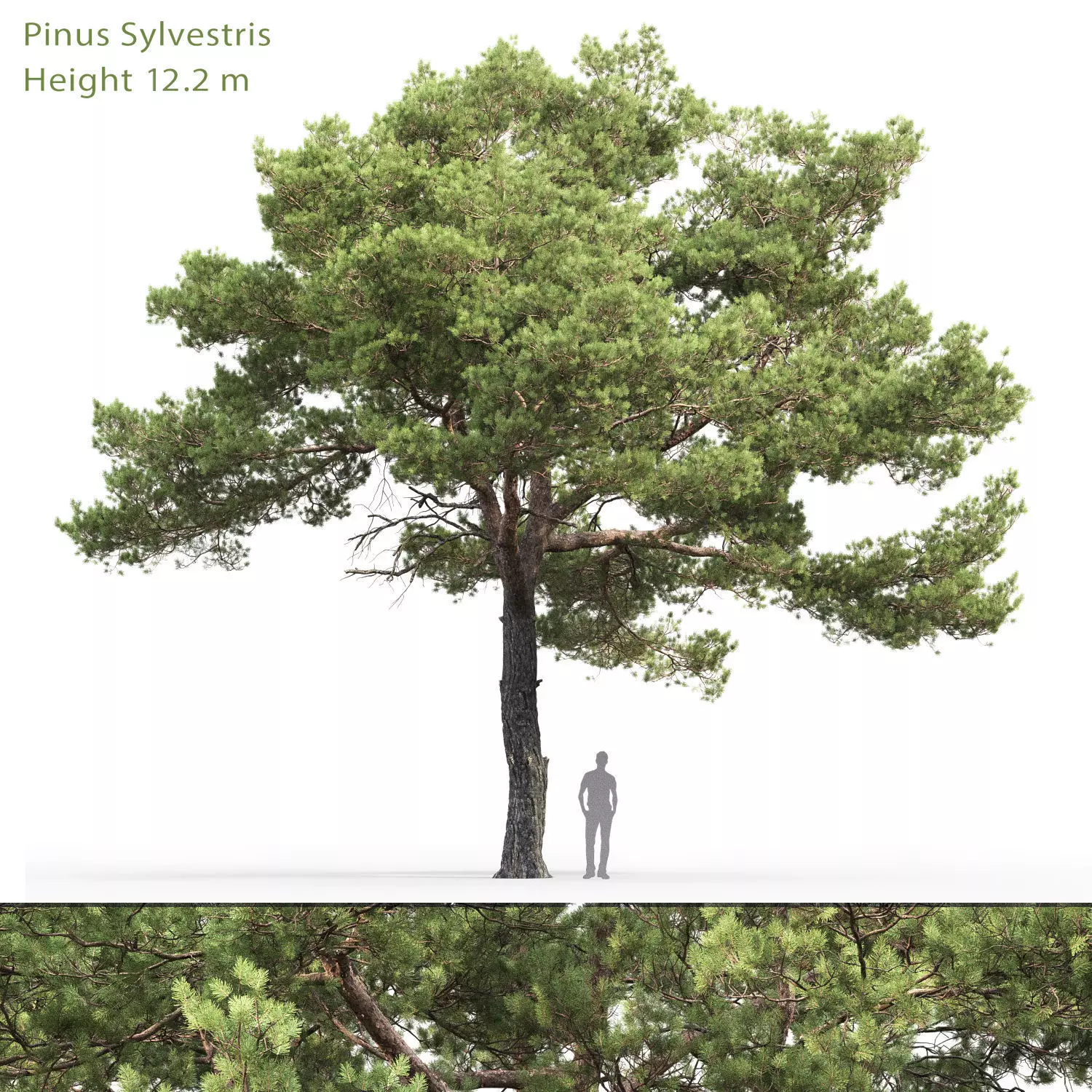 Pinus Sylvestris 20 H12m 3D model_0