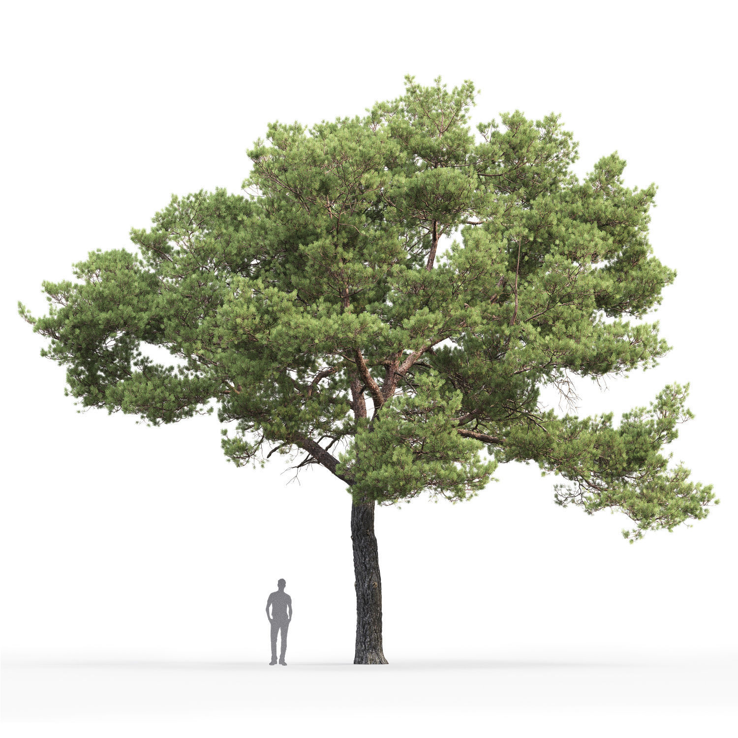 Pinus Sylvestris 20 H12m 3D model_1
