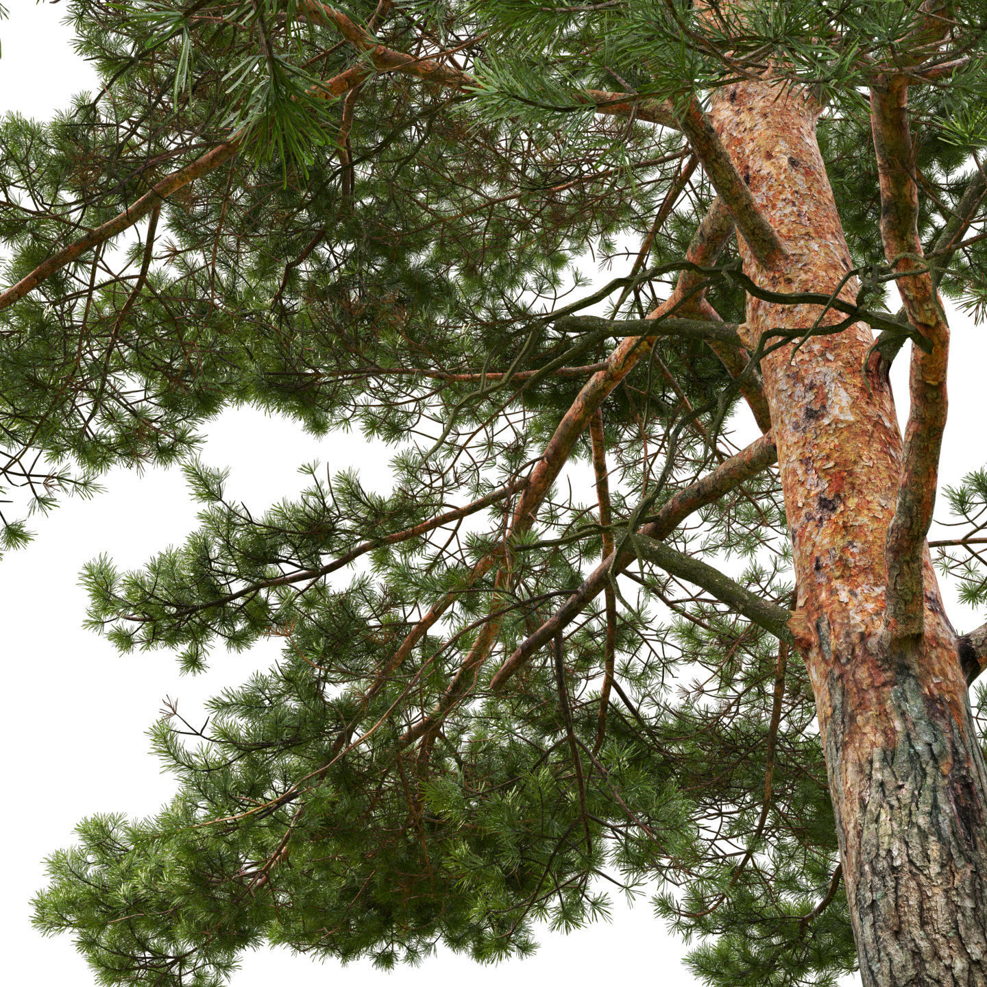 Pinus Sylvestris 21 H15m 3D model_3
