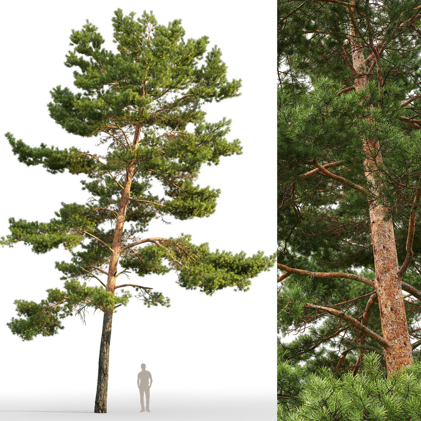Pinus Sylvestris 21 H15m 3D model_1