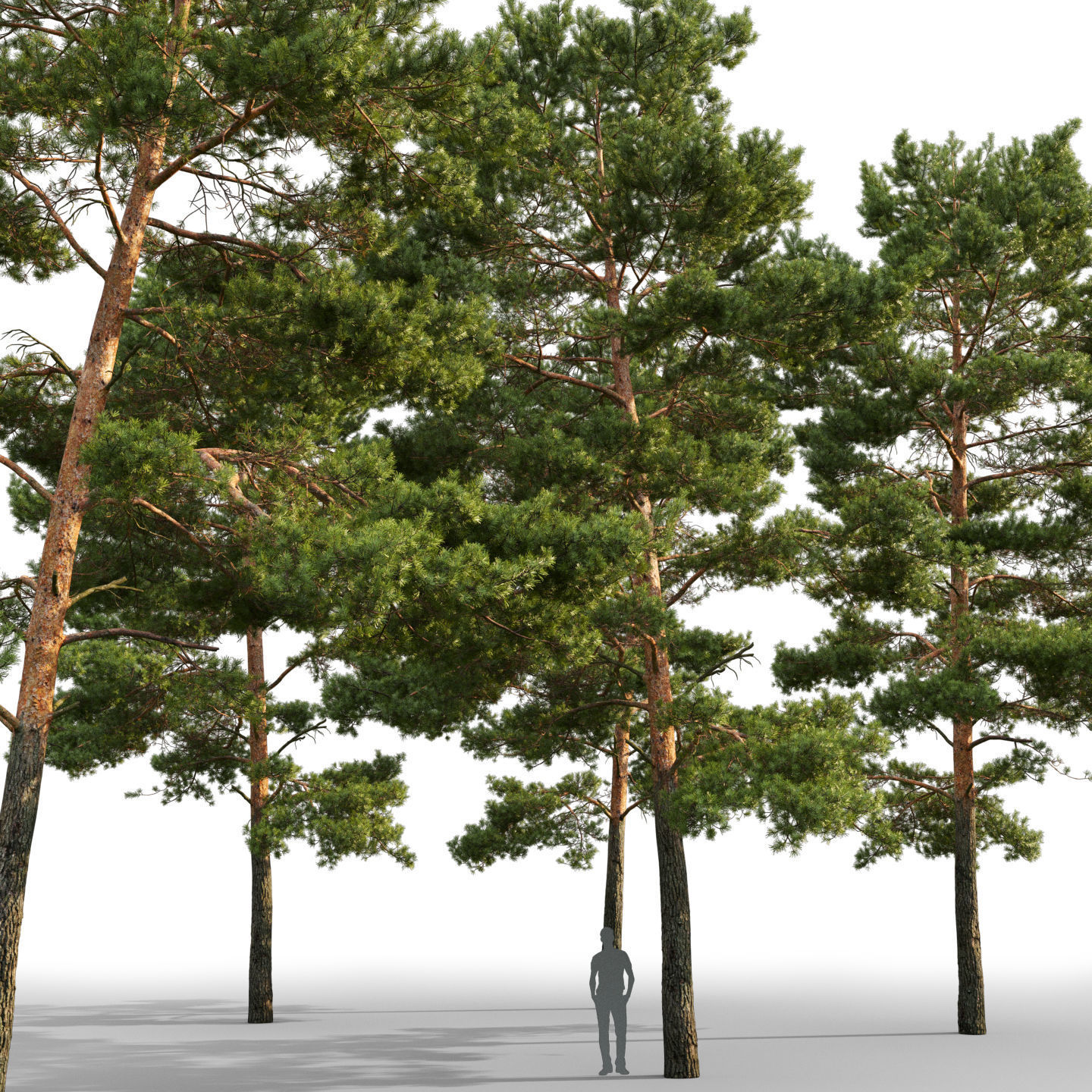 Pinus Sylvestris 21 H15m 3D model_2