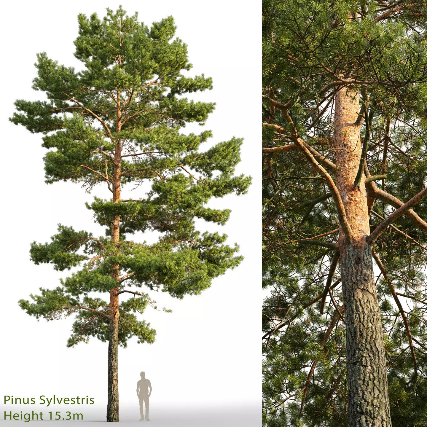 Pinus Sylvestris 21 H15m 3D model_0