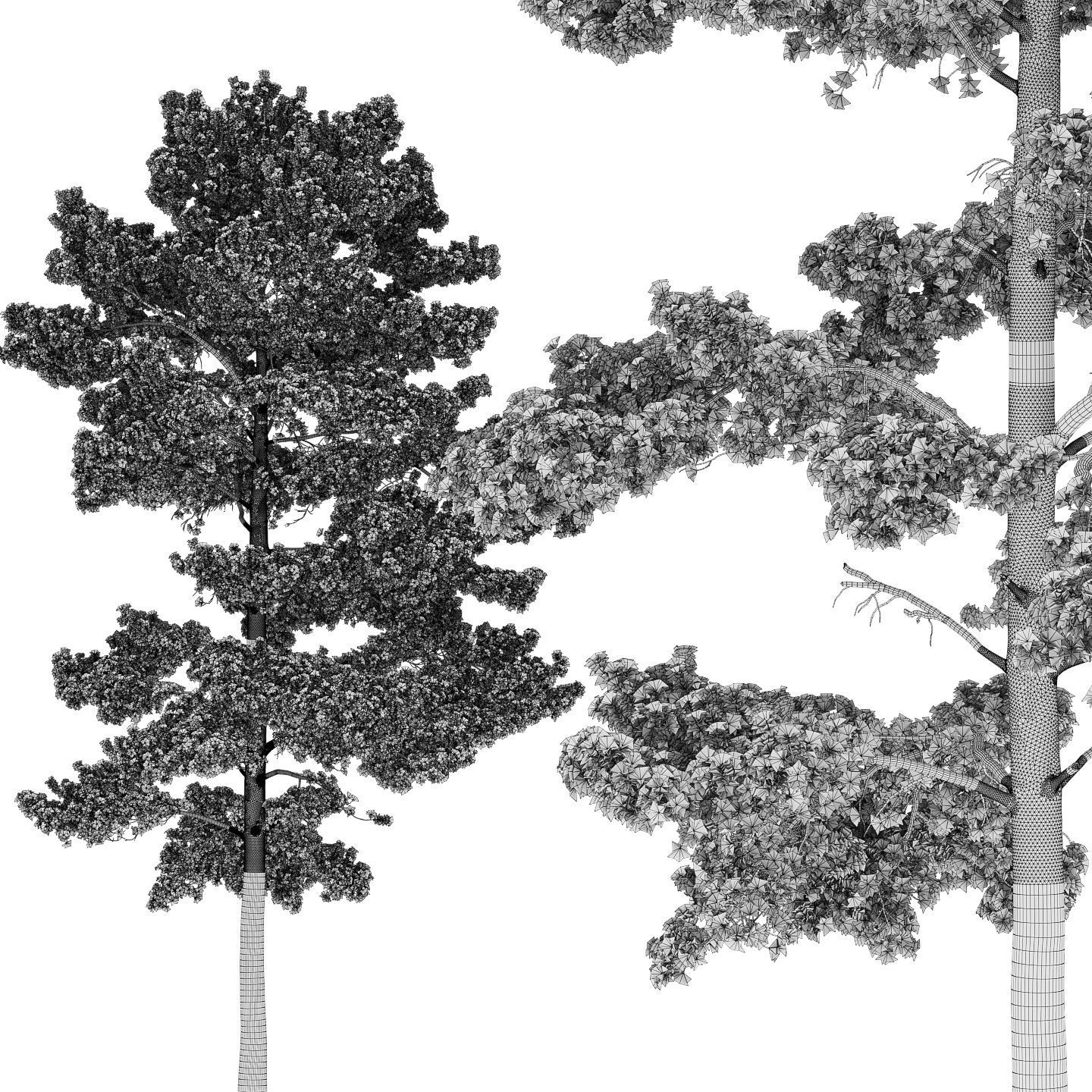 Pinus Sylvestris 21 H15m 3D model_4