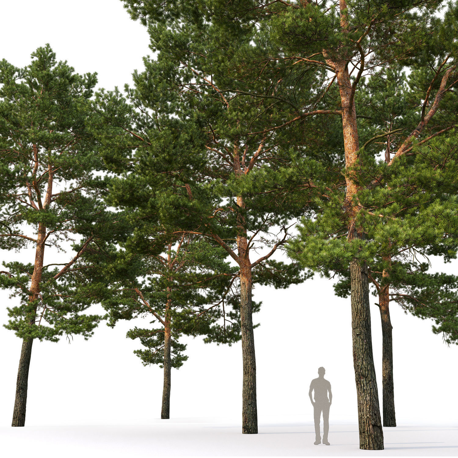 Pinus Sylvestris 22 H16m 3D model_3