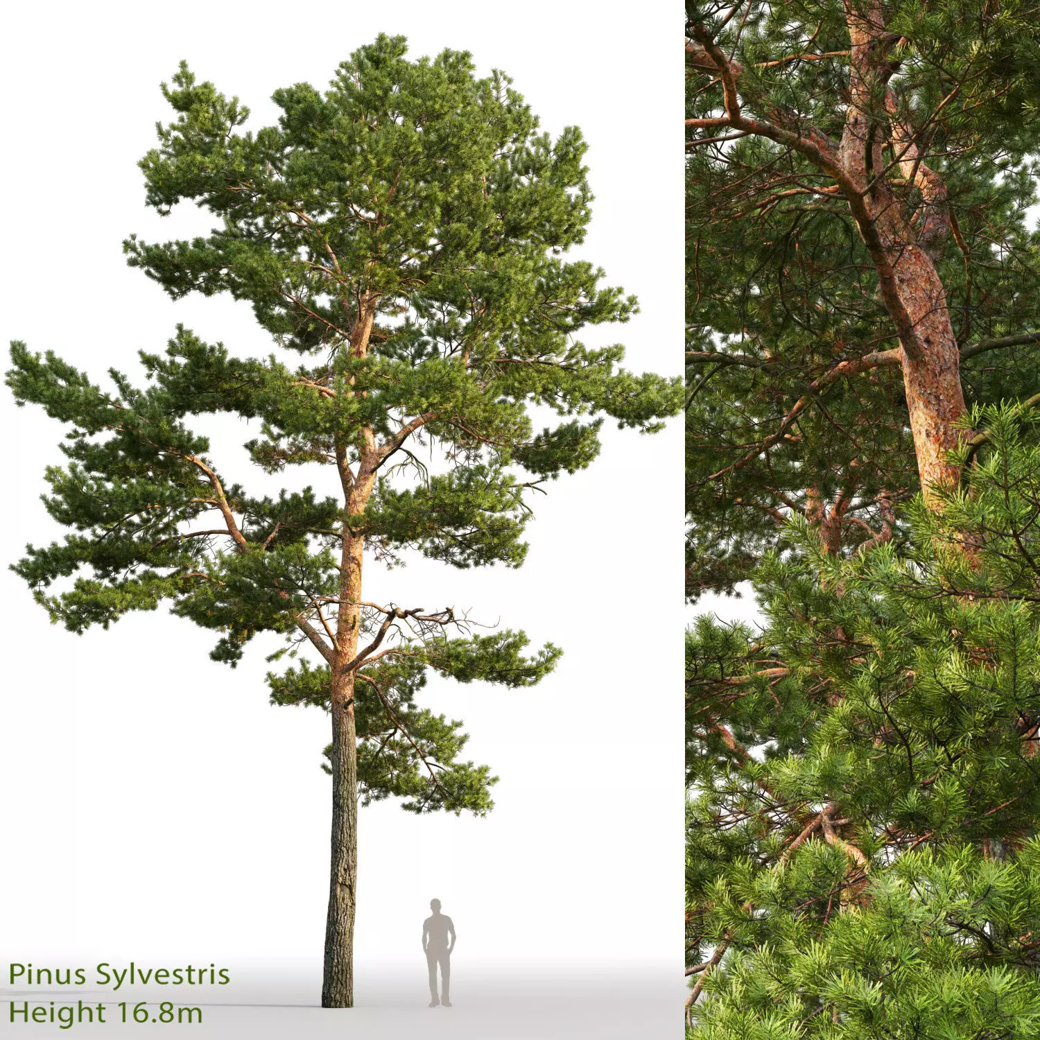 Pinus Sylvestris 22 H16m 3D model_0