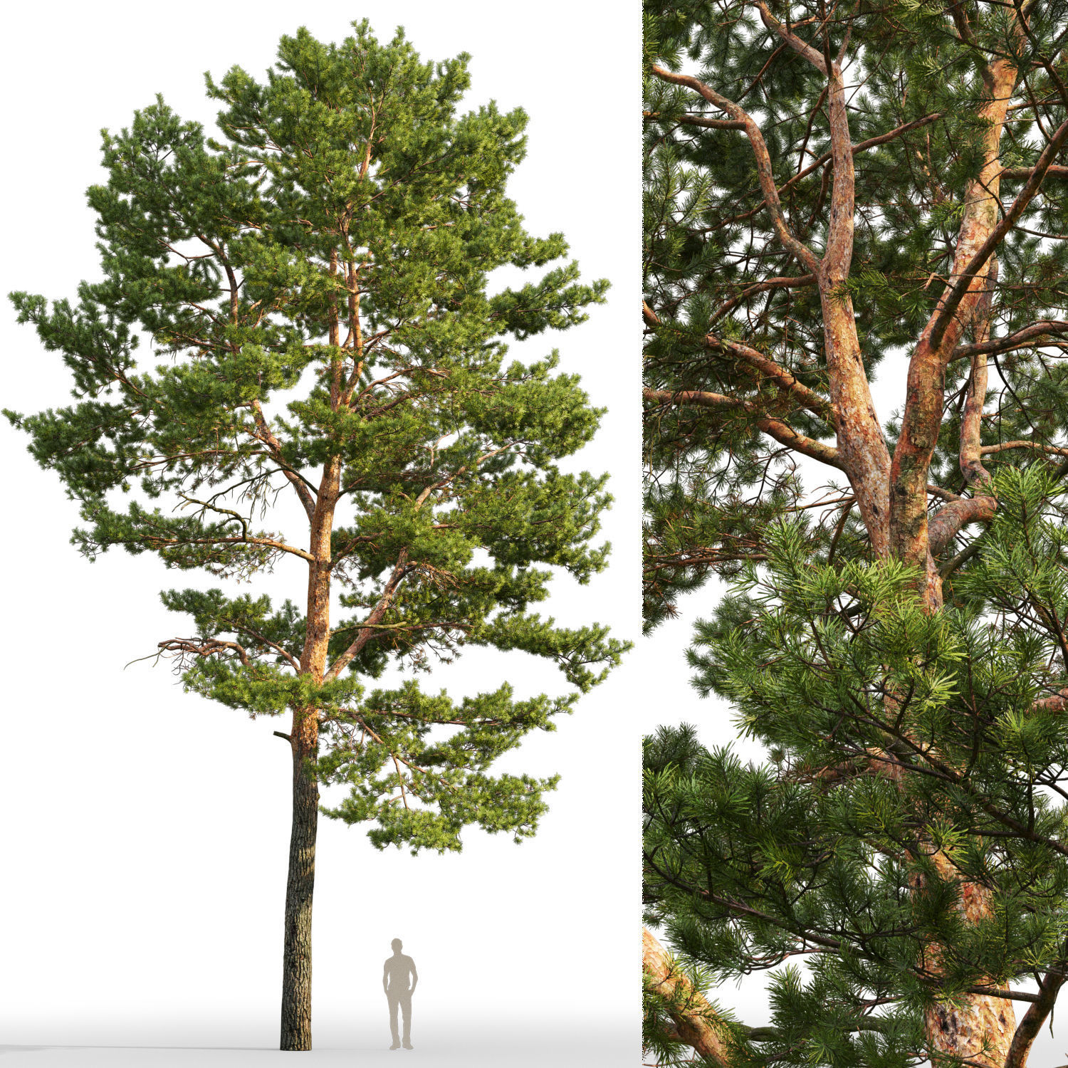Pinus Sylvestris 22 H16m 3D model_2