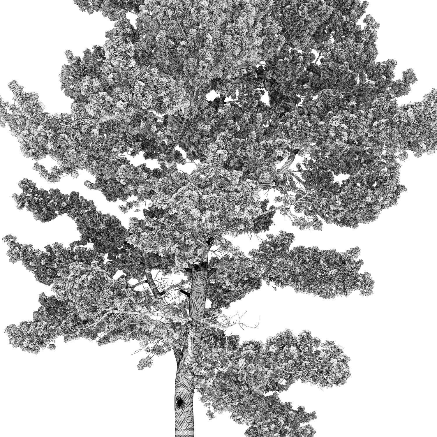 Pinus Sylvestris 22 H16m 3D model_4