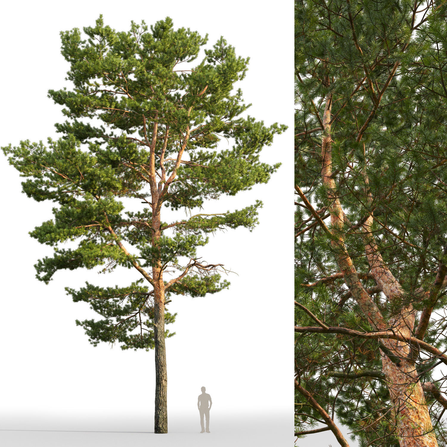 Pinus Sylvestris 22 H16m 3D model_1