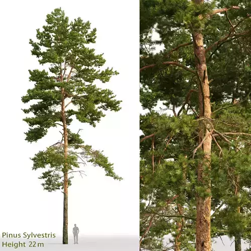 Pinus Sylvestris 23 H22m