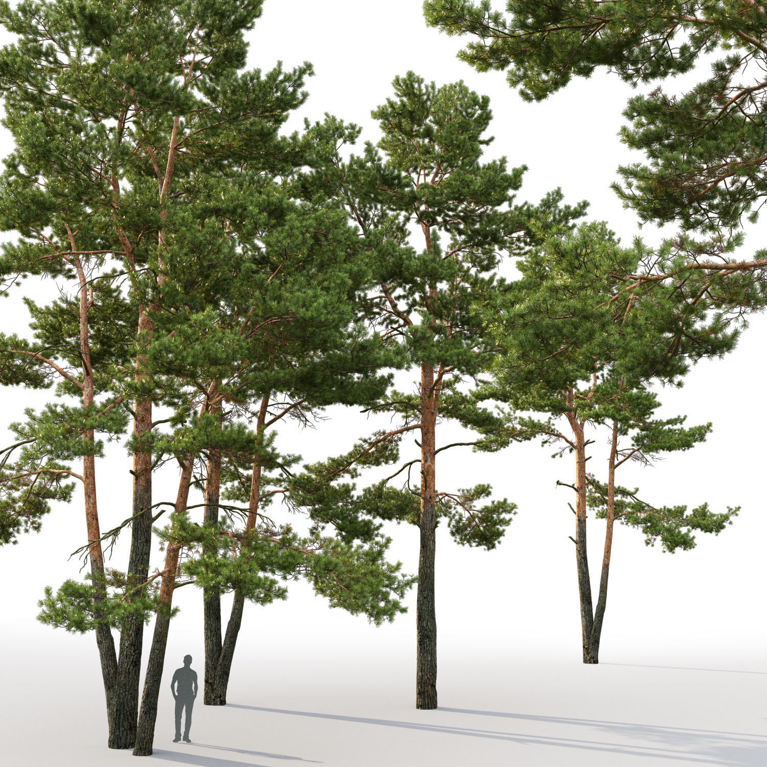 Pinus Sylvestris 24 H10-17m 3D model_3