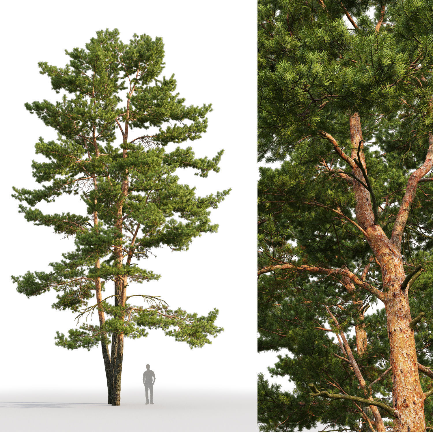 Pinus Sylvestris 24 H10-17m 3D model_1