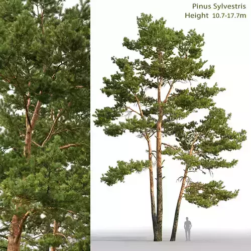 Pinus Sylvestris 24 H10-17m 3D model