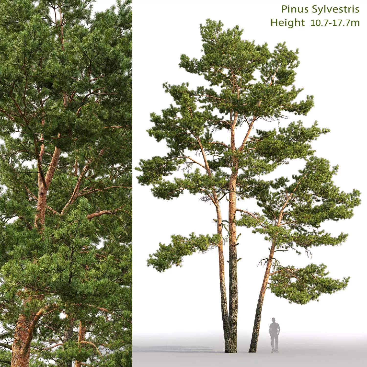 Pinus Sylvestris 24 H10-17m 3D model_0