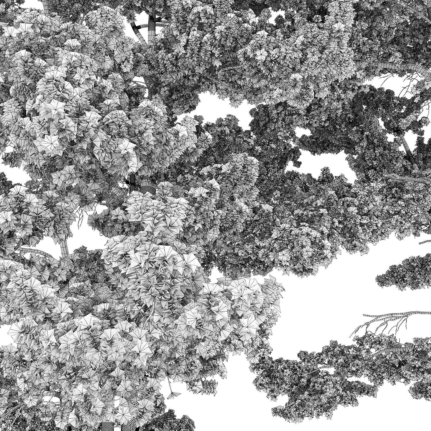 Pinus Sylvestris 24 H10-17m 3D model_4